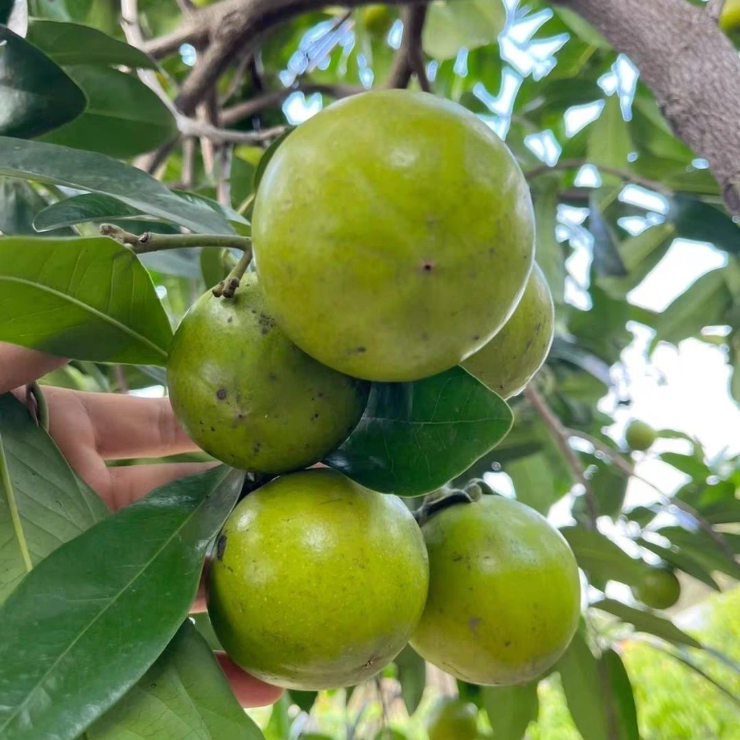 黑柿巧克力布丁果 软糯香甜