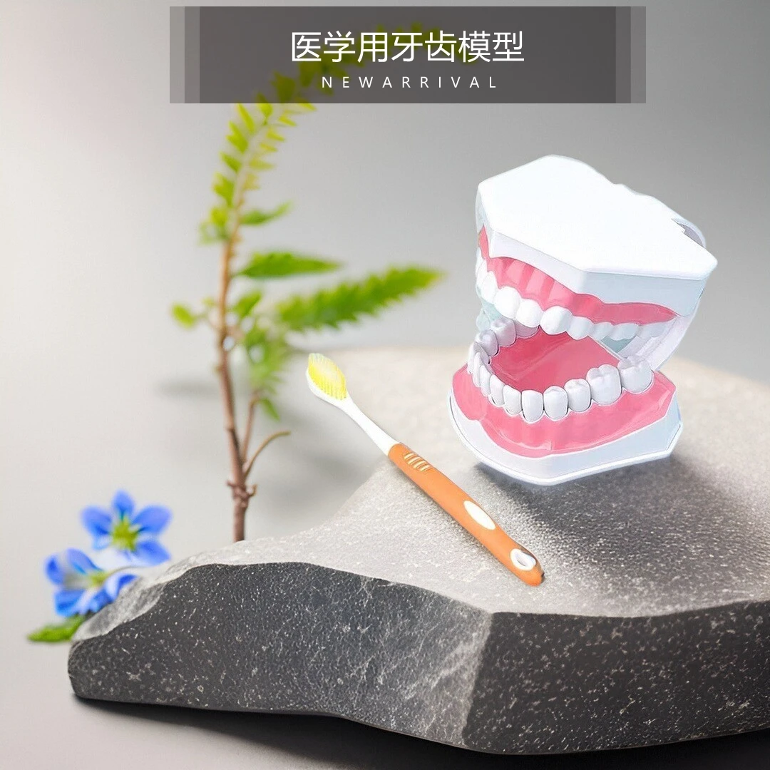 儿童牙齿模型玩具教具口腔教学缝合练习乳牙幼儿园仿真护理演示