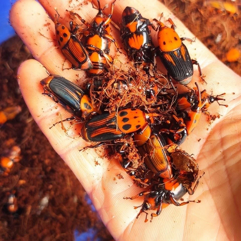 优质竹笋虫种虫种苗批发下单询价