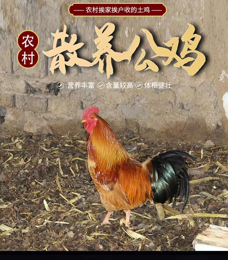 东北农家散养笨公鸡山地溜达鸡细嫩大公鸡新鲜整鸡现杀【顺丰包邮】