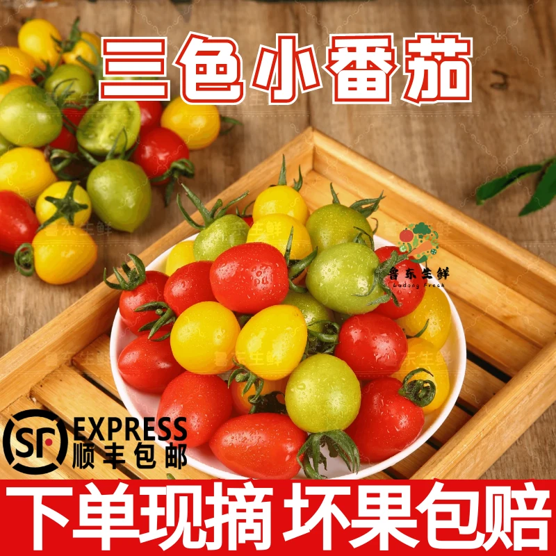 【顺丰包邮】三色小番茄彩色圣女果现摘青口蜜阳光贝贝千禧小柿子