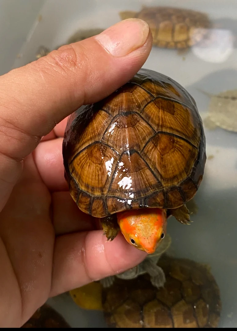 美版进口小种红面蛋龟