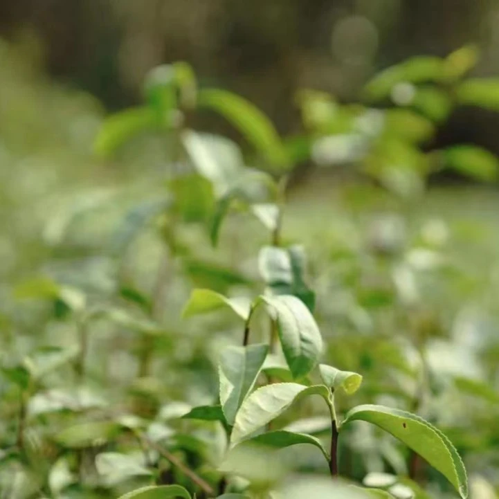 其云正岩 (瑶望/云亭/各一盒)武夷岩茶