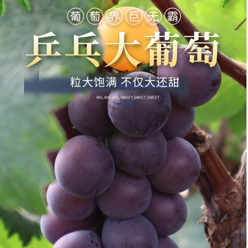 东北特产葡小竹藤稔乒乓球葡萄新鲜孕妇宝妈自然成熟果肉饱满