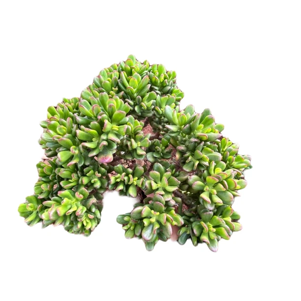 招财猫阳台花园必养老树桩多肉