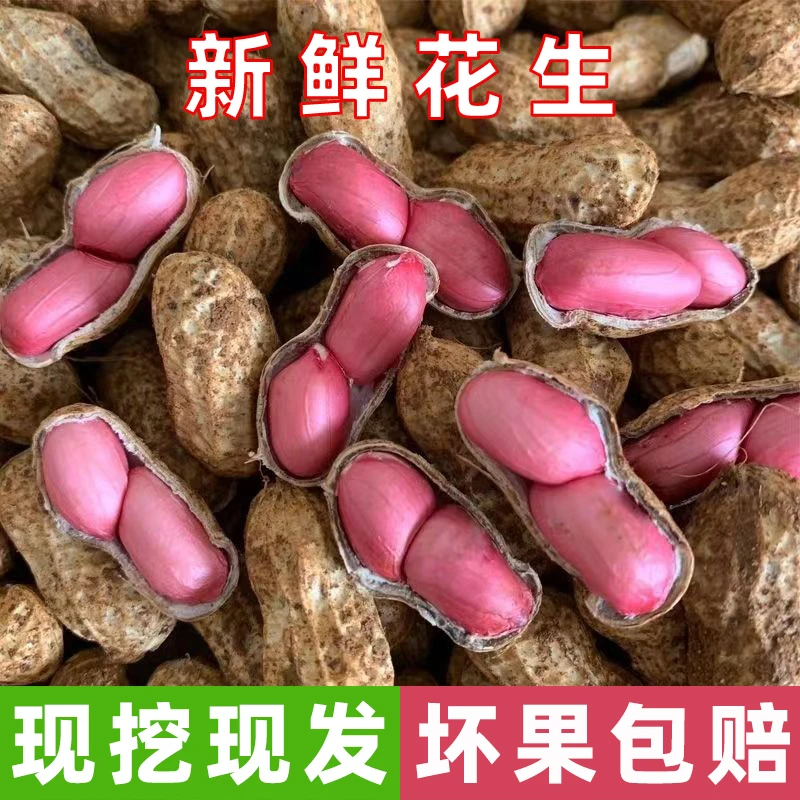 2024年新鲜花生现挖现发粉皮红皮花生湿花生生花生带壳新鲜鲜花生