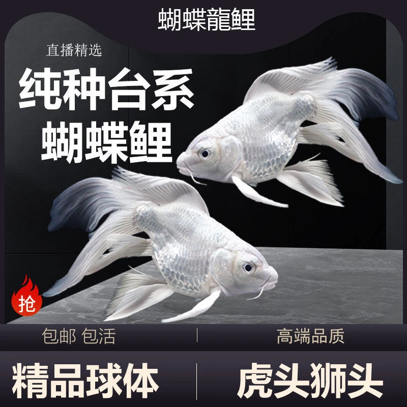 WLB观赏鱼苗台湾球体蝴蝶鲤鱼活体短身贵妃大尾淡水鱼锦鲤鱼金鱼