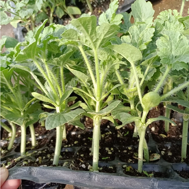 西瓜苗8424嫁接麒麟瓜秧苗南方阳台盆栽种植懒汉美都蔬菜西瓜秧苗