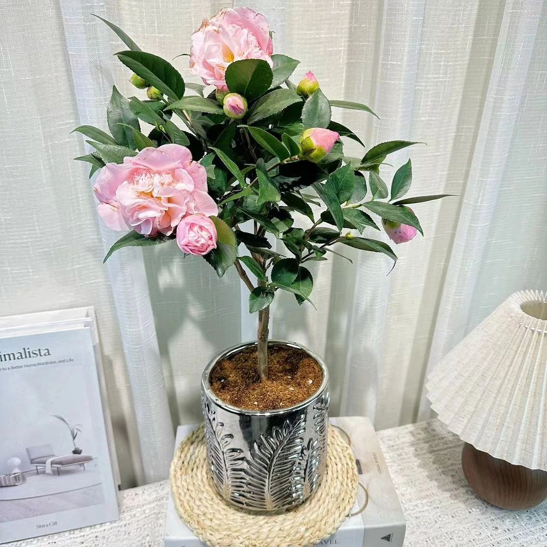 香妃茶花盆栽 室内阳台庭院带花苞好养易活多年生净化空气绿植