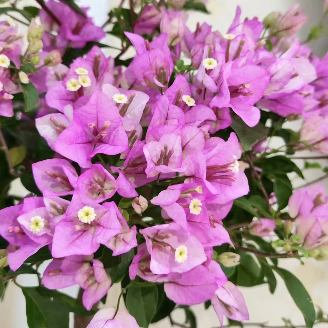 雪紫三角梅带瓷盆 一物一拍庭院阳台四季勤花紫色系新手桌面绿植