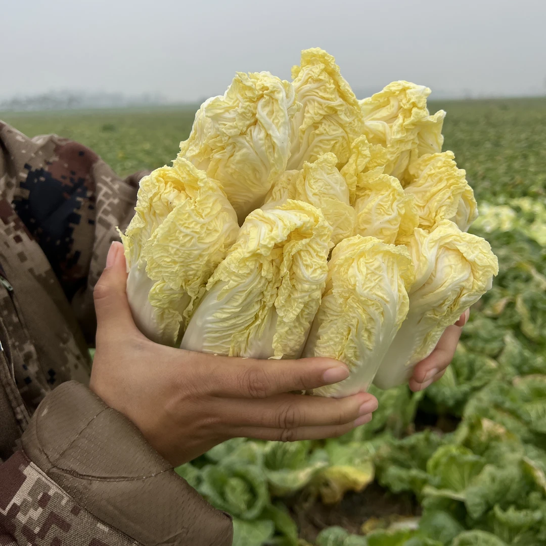 黄心娃娃菜菜心现摘现发精品露天种植脆嫩新鲜农家自种
