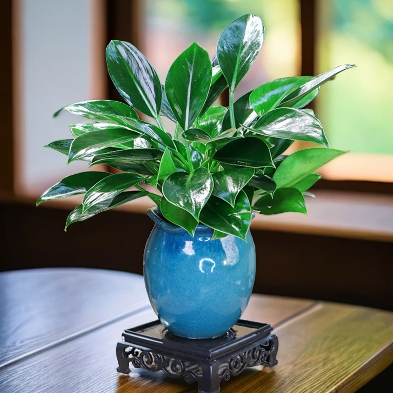 绿公主盆栽金钻净化空气观叶绿植桌面摆件造型室内盆景四季