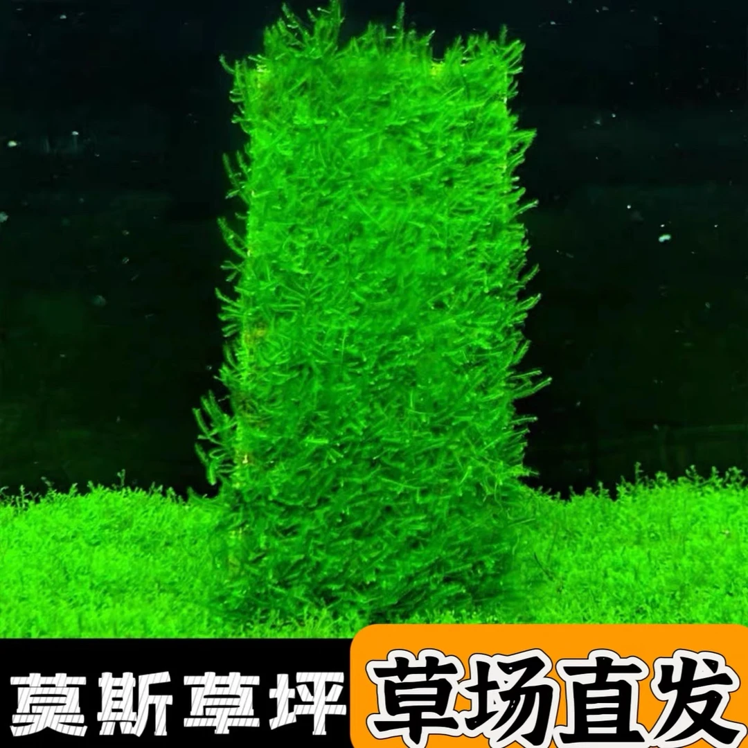 水草鱼缸专用水草大三角莫斯阴性植物水草大三角莫斯前景造景莫斯