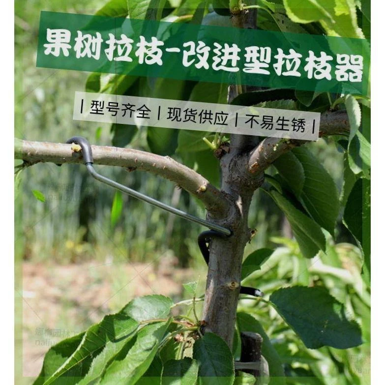 【果树拉枝不用愁 挂果更好】省时省力效率高不易生锈不伤枝