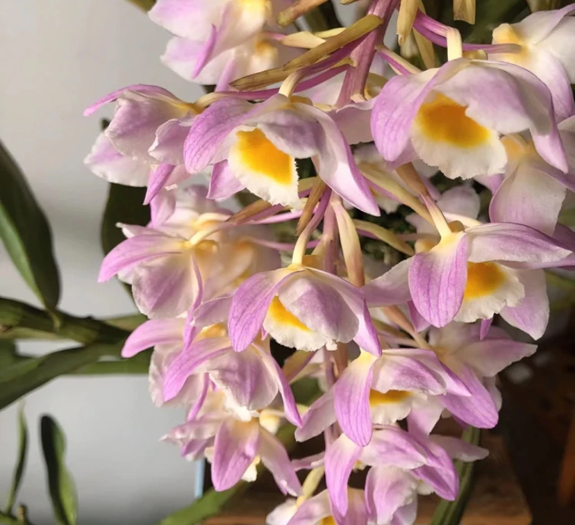 精选红灯笼石斛花卉绿植客厅阳台庭院室内种植石斛兰花