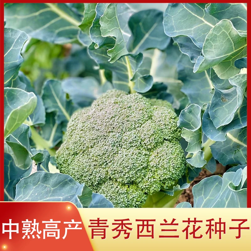 四川西兰花种子盆栽秋冬季节种植青秀花椰菜籽种西蓝花蔬菜种子