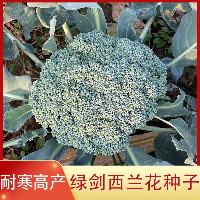绿剑西兰花种子四川花椰菜种籽秋冬季种植耐寒丰产花菜蔬菜种子