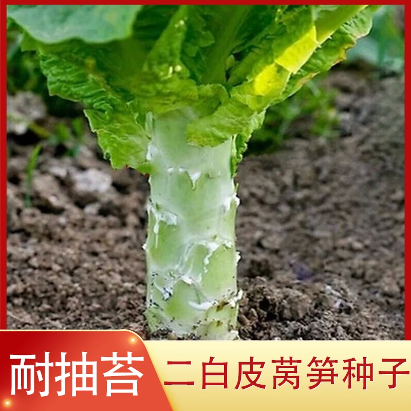 香莴笋种子二白皮圆叶春秋四季种植莴苣苔种籽阳台蔬菜种孑全季菜