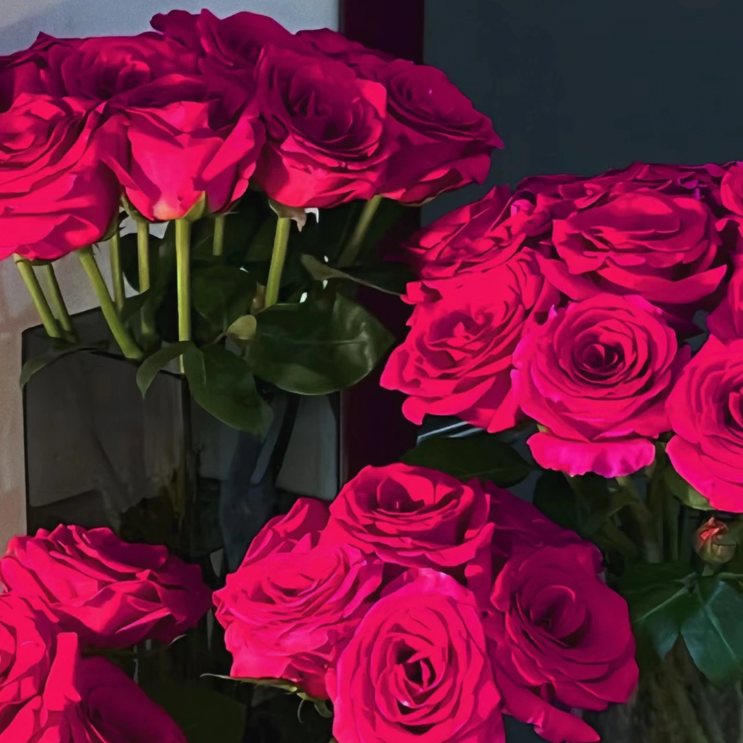 【遇见MEET U】「弗洛伊德」单头玫瑰 云南基地现采直发