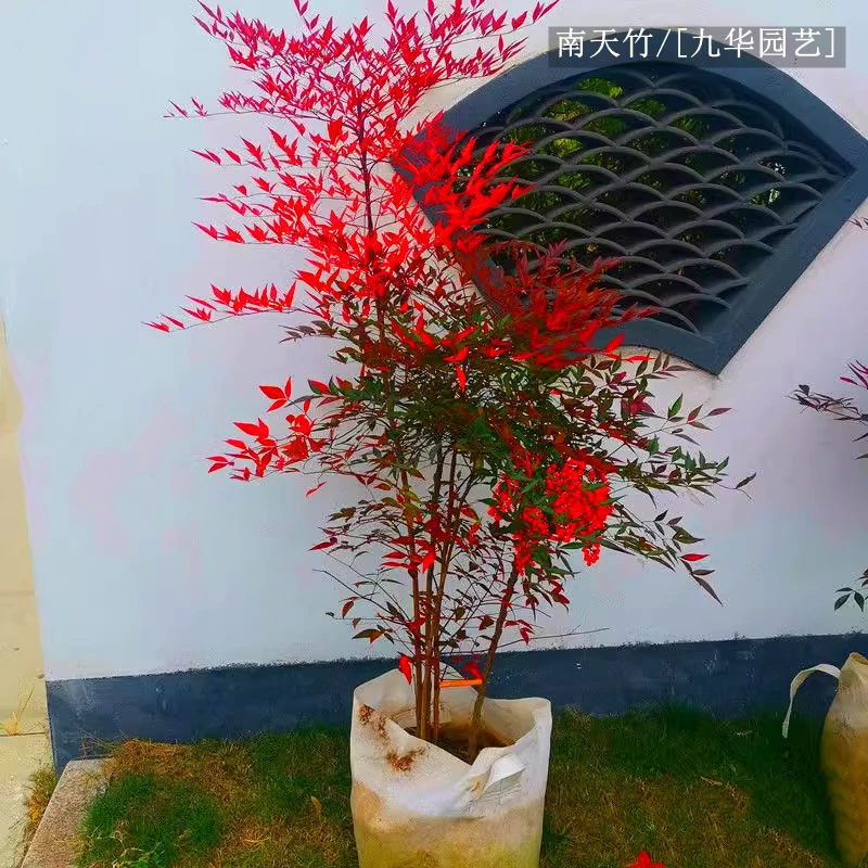 火焰南天竹树苗红叶红天竹苗老桩带土球室内阳台庭院耐寒花园植物