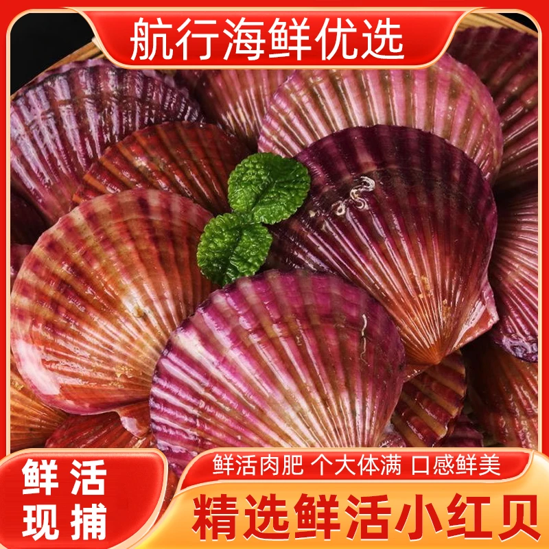新鲜小红贝扇贝2斤起拍鲜甜肥美顺东发货保鲜