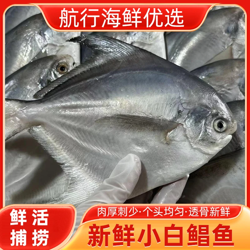 鲜活冰鲜小白鲳,一斤6-8条!