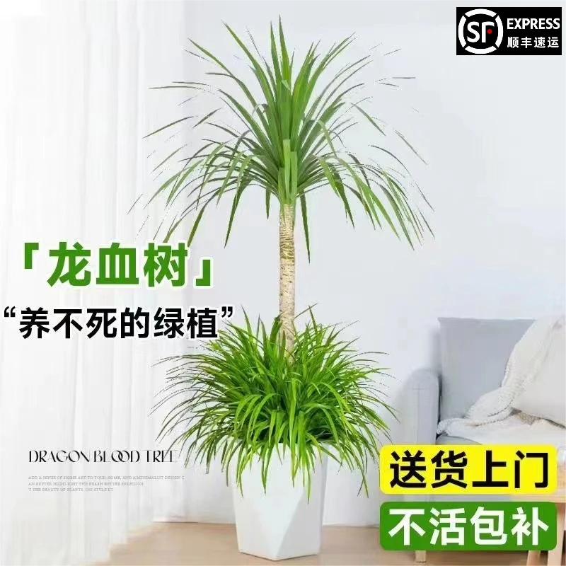 1.6米-1.7米龙血树基地直发大型客厅盆栽造型绿植简单优雅品质