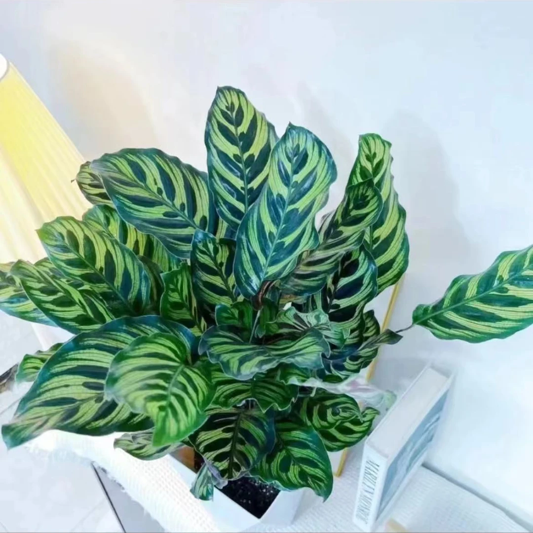50cm-60cm大叶绿植孔雀竹芋绿植室内净化空气四季常青