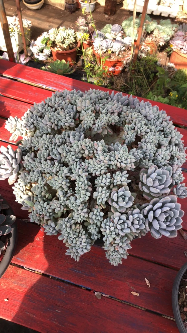 整桩无砍超大超美胖美人缀化带盆包物流