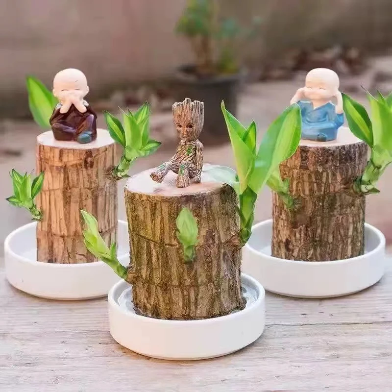 绿植盆栽格鲁特树人开花水培养幸运木室内好养直供花卉迷你花