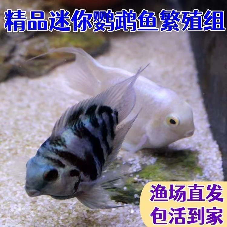 迷你鹦鹉鱼繁殖组配对成功白金宝蓝成鱼热带种公母精品小型鹦鹉鱼