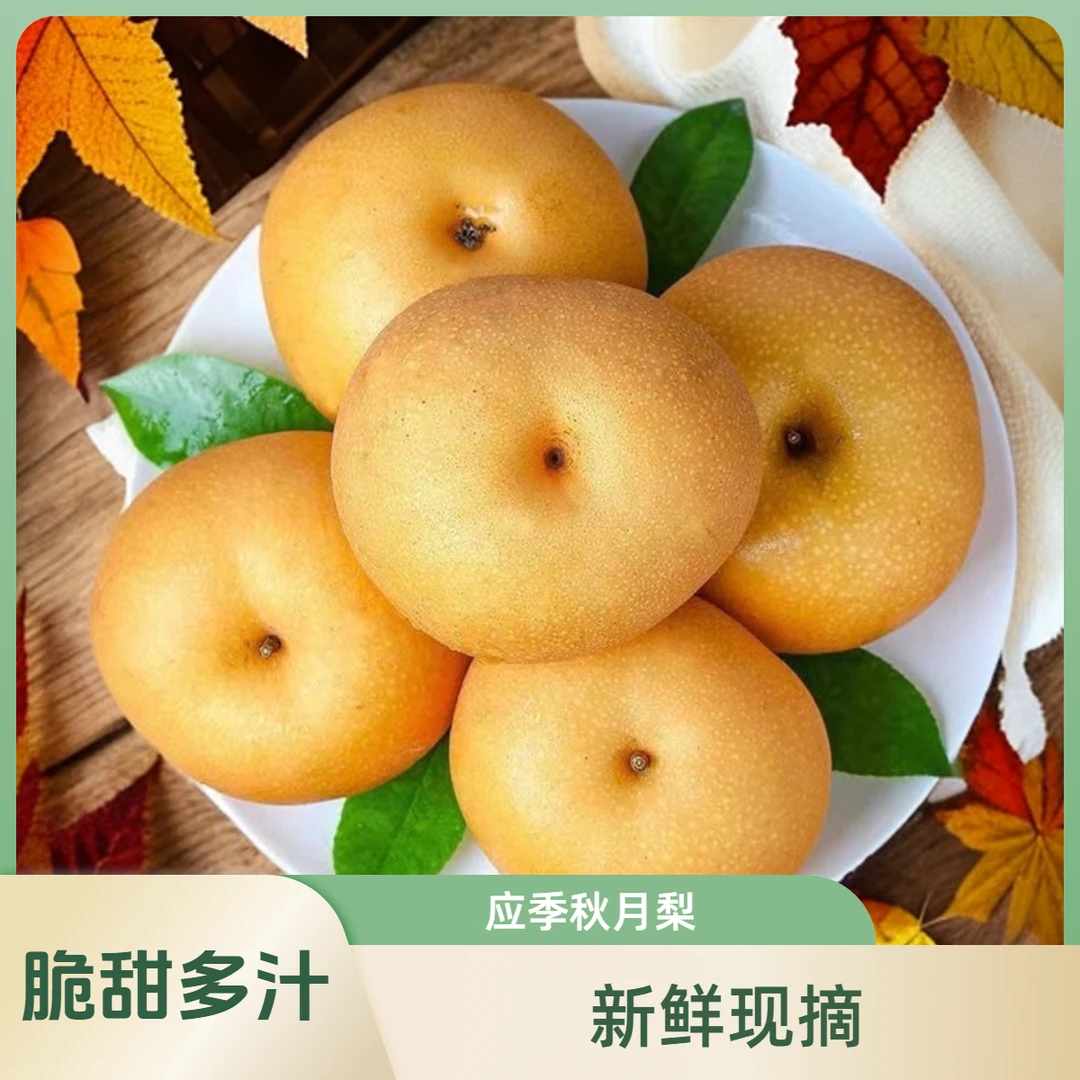 正宗秋月梨 新鲜应季孕妇水果当季现摘冰糖羊脂秋月梨