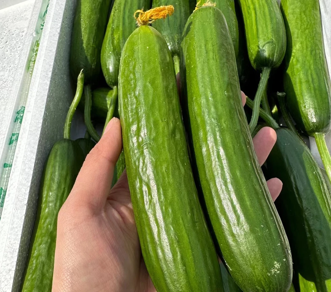 新鲜现摘乳瓜