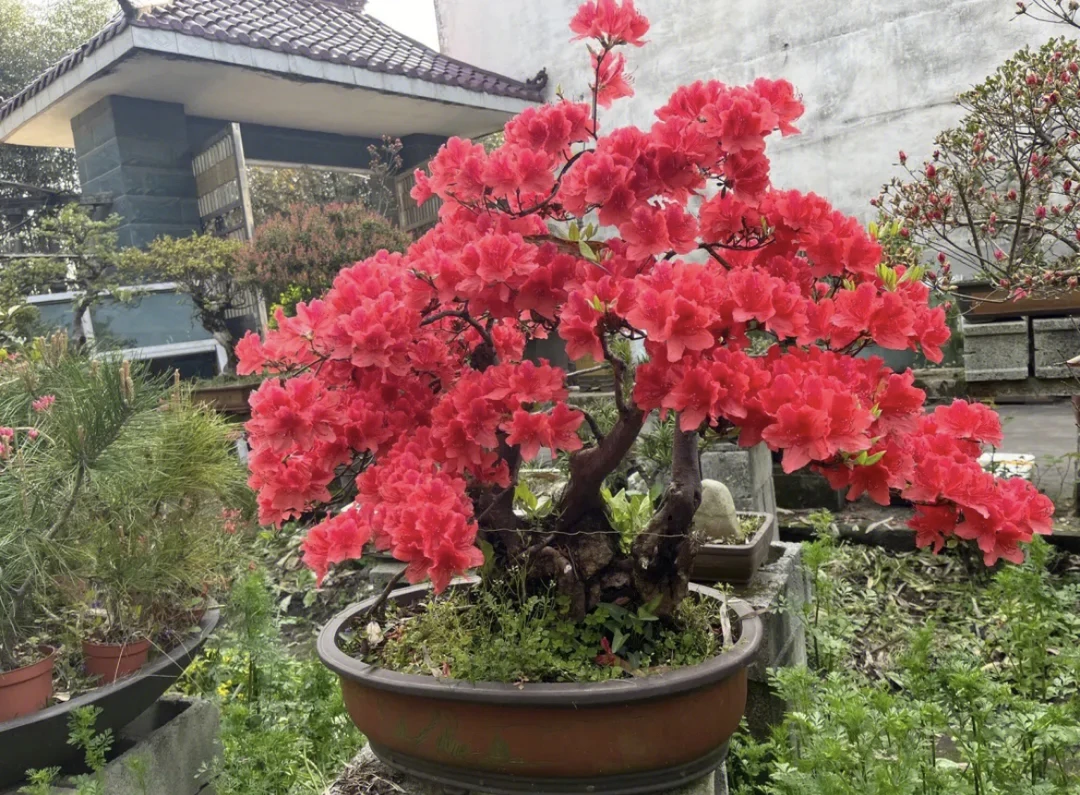 映山红生桩映山白映山紫