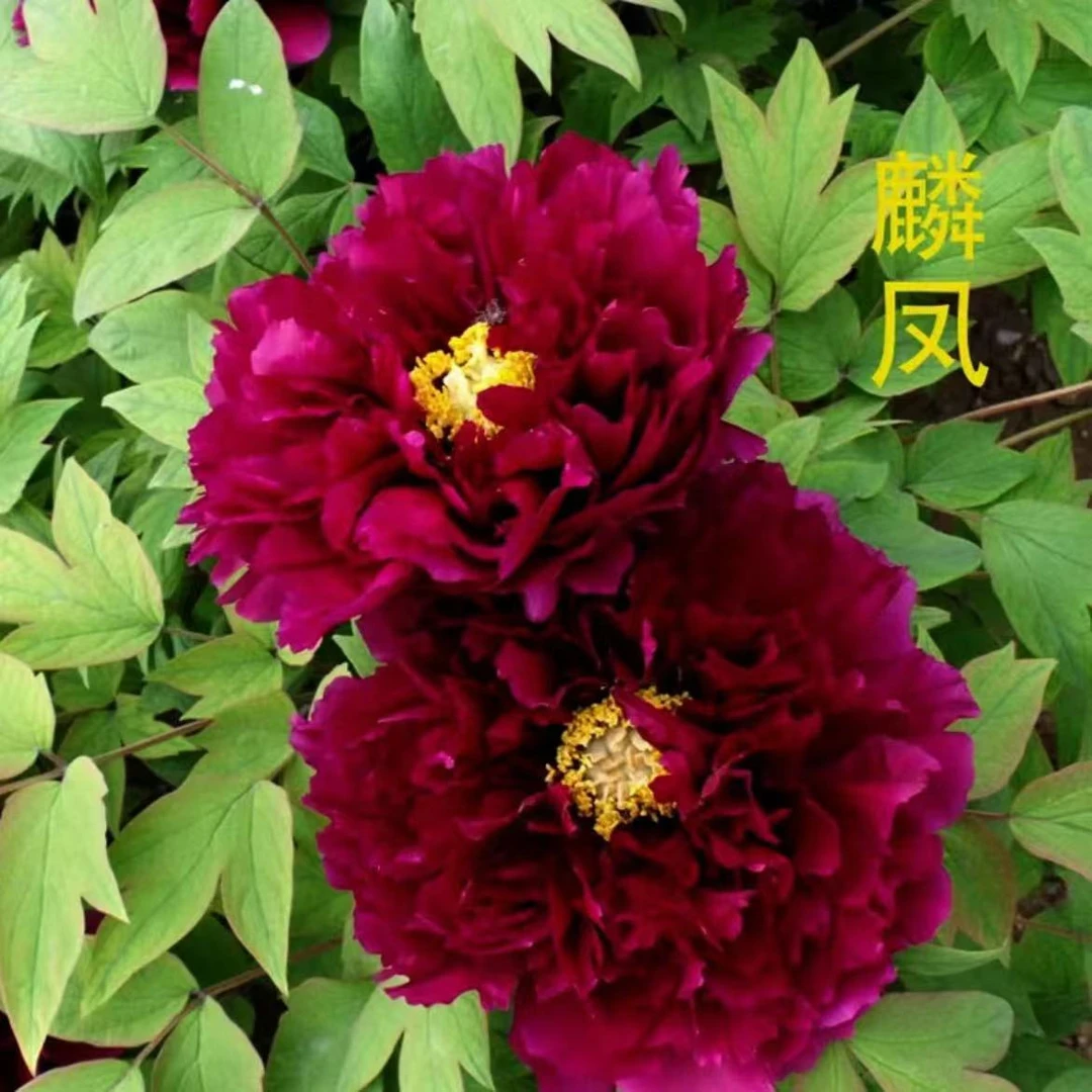 【麟凤 】日系高端黑色系千层重瓣大花 庭院阳台植物预售秋天发苗