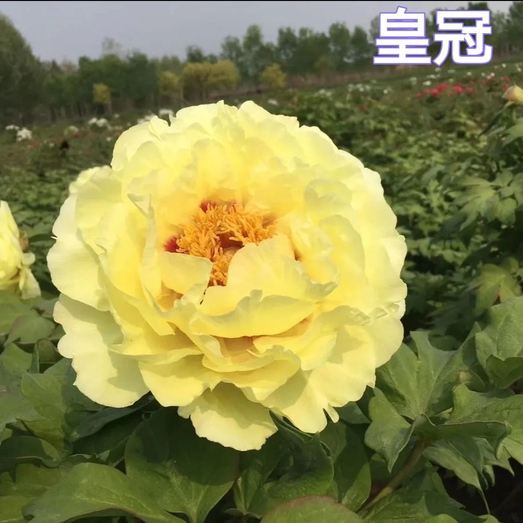 皇冠老桩黄牡丹花卉黄色系观赏牡丹庭院植物菏泽基地发货