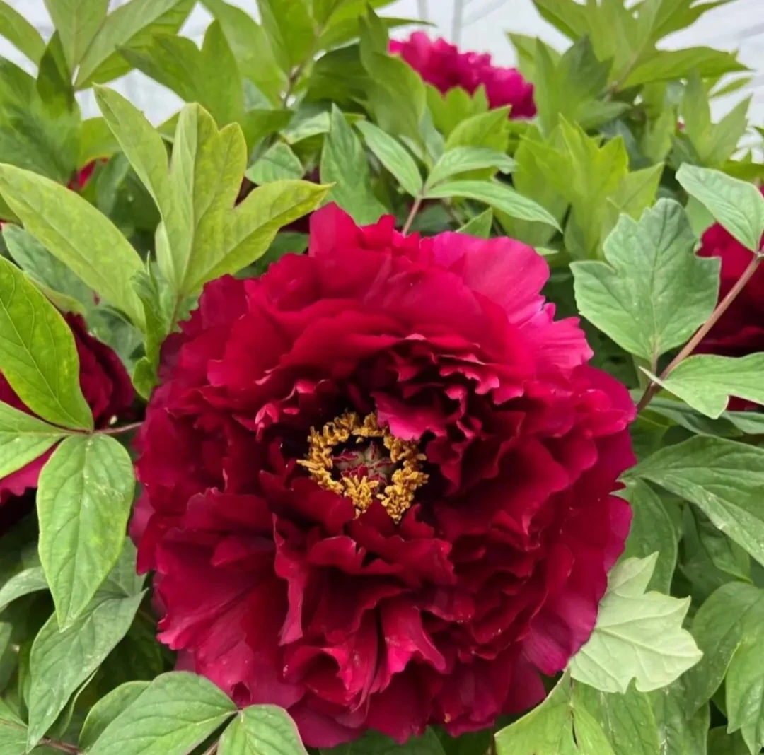 墨润绝伦 千层观赏牡丹