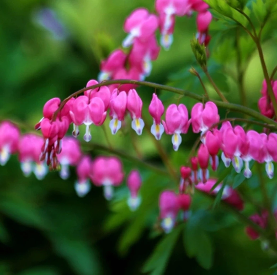 荷包牡丹 唯一一个草本植物