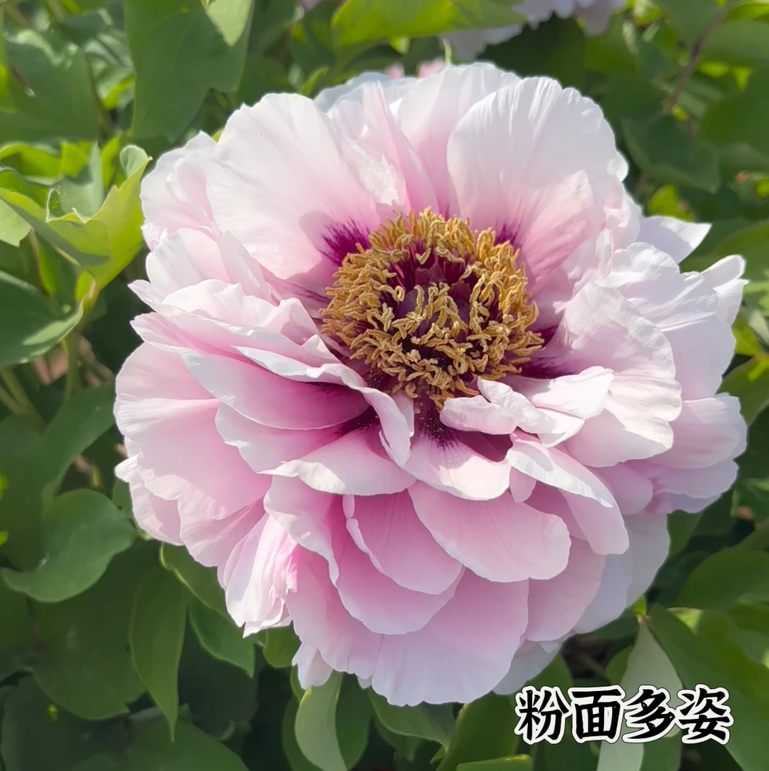 【粉面多姿】天仙配牡丹庭院花园阳台花卉