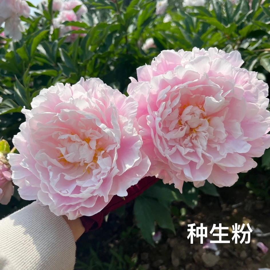 种生粉 芍药仙气十足的粉色美少女芍药