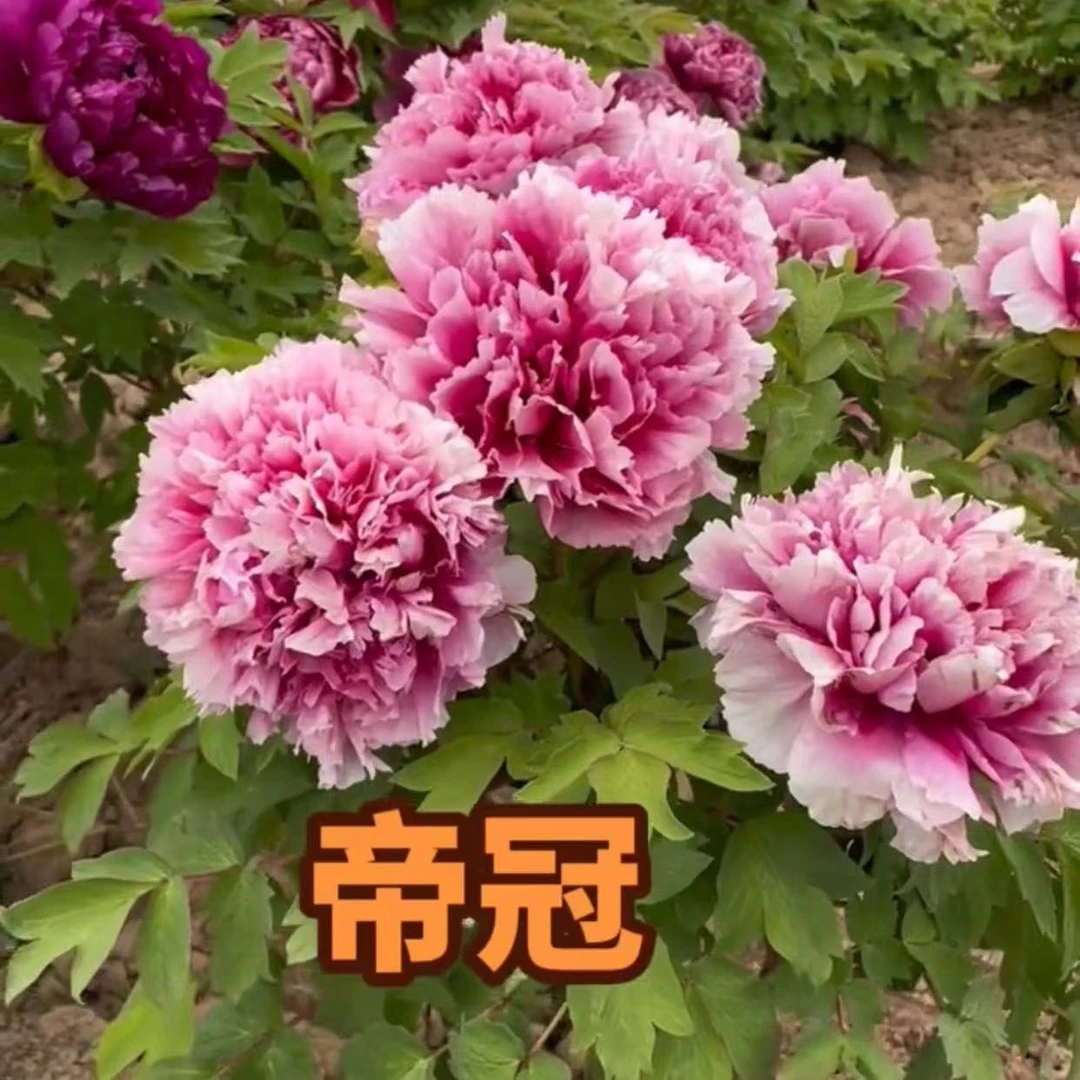 【帝冠】高端日系稀有牡丹巨大花型观赏庭院植物
