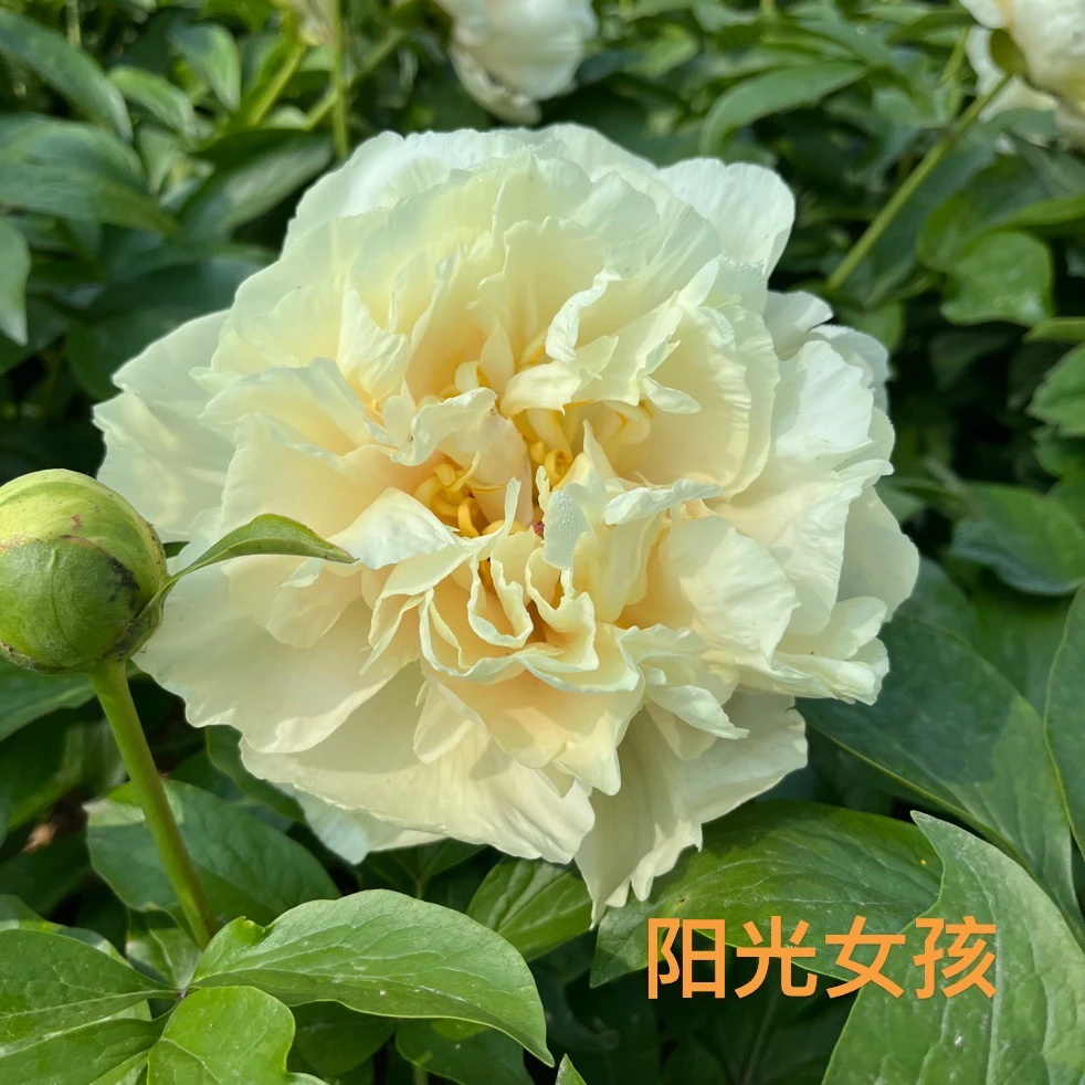 【阳光女孩】奶黄色的重瓣花型 高端进口芍药