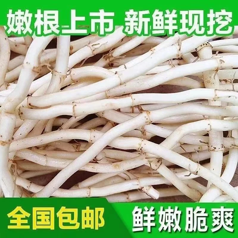 【花木兰专属】鱼腥草根新鲜折耳根农家四川贵州湖北特产蔬菜凉拌菜