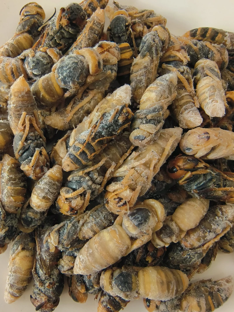 野生金环大马蜂虎头蜂【四级】蜂蛹无翅