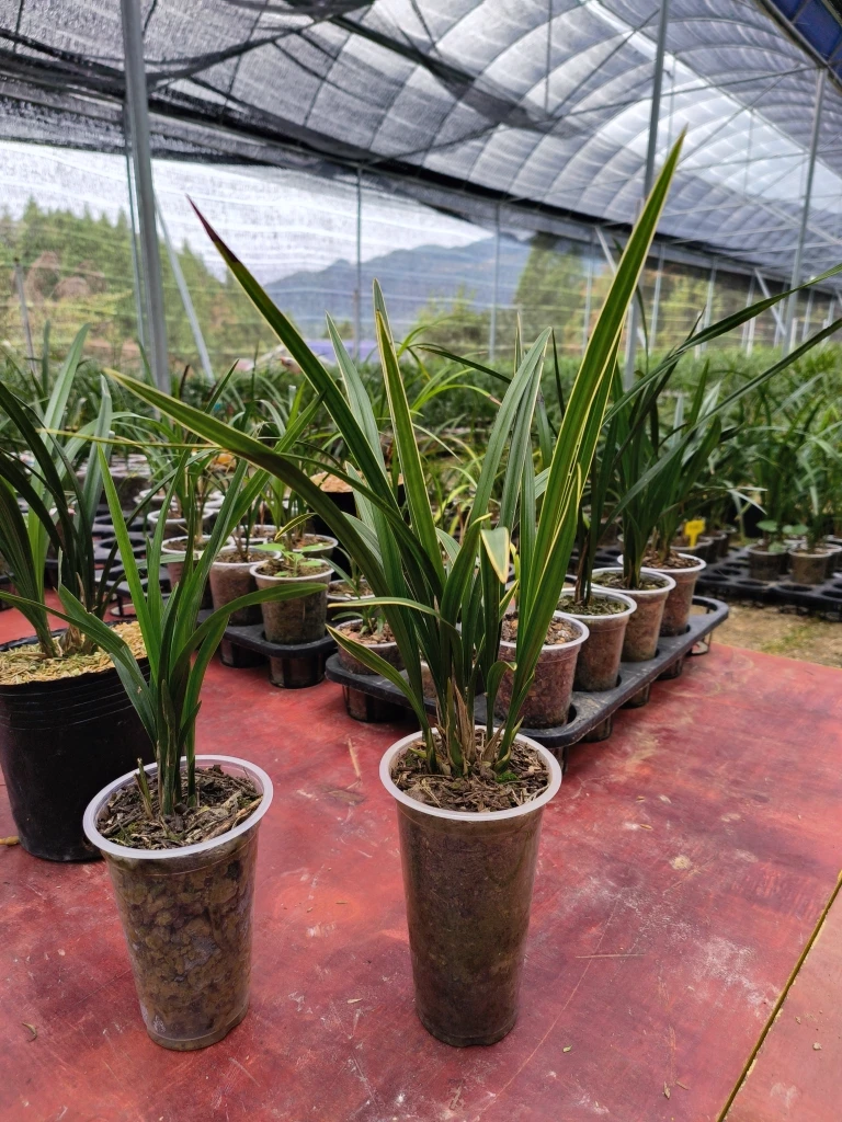 春剑漂亮叶型草。一物一拍