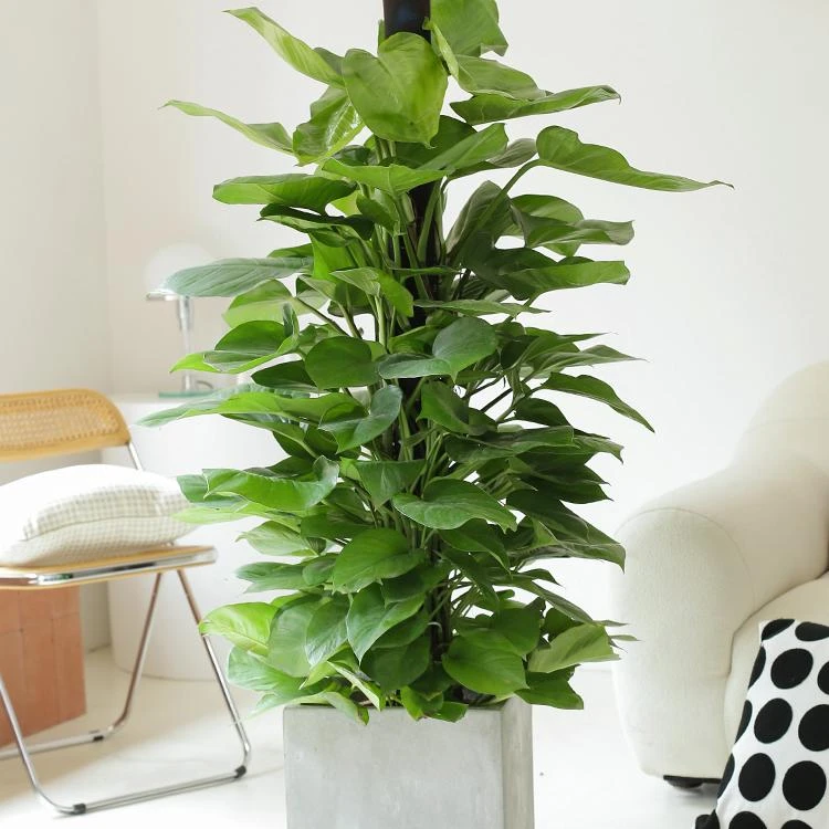 绿萝柱大型盆栽植物室内大叶绿叶绿箩除甲醛绿植防辐射网红花卉