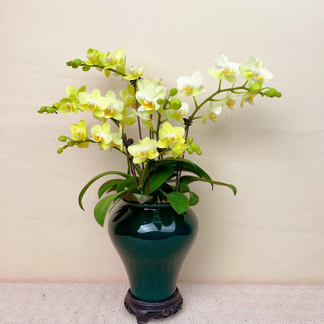 桦艺优选【薄荷糖】蝴蝶兰轻奢绿植花卉艺术高级盆栽系列