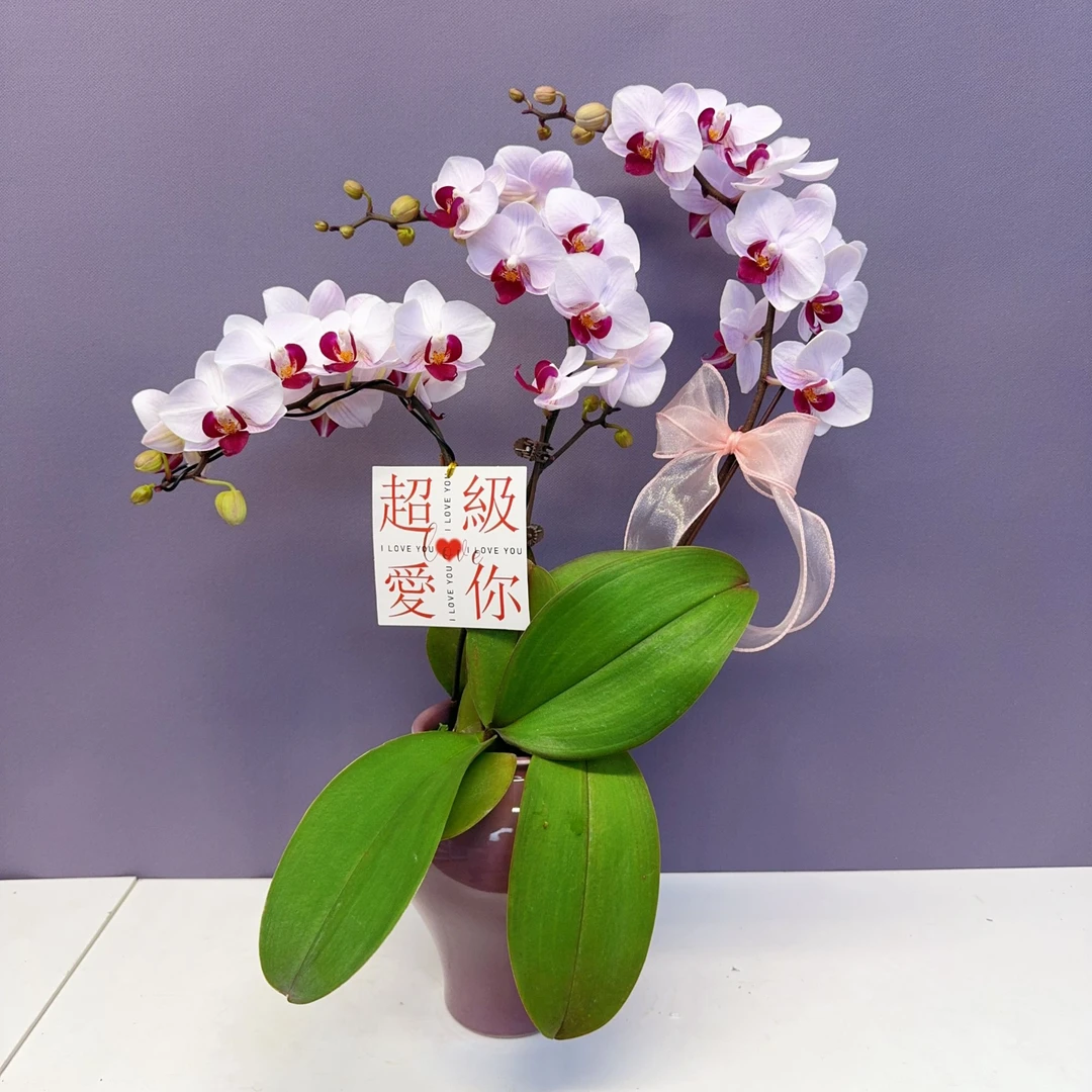 桦艺特惠【貂蝉】优雅蝴蝶兰轻奢唯美室内绿植花卉艺术高级盆栽