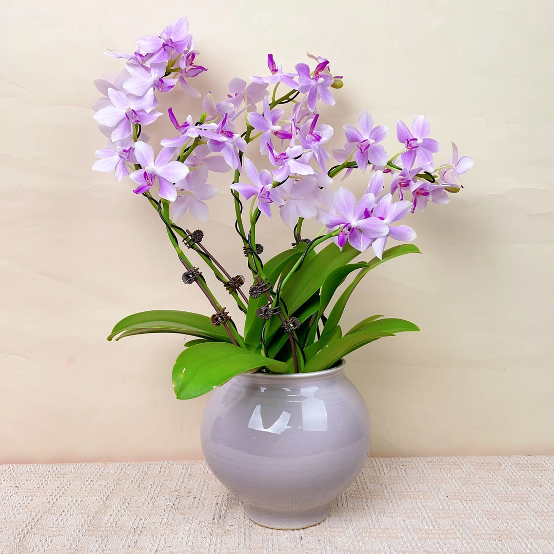 桦艺特惠【蓝宝石】精品蝴蝶兰花卉艺术组盆景德镇陶瓷盆栽系列