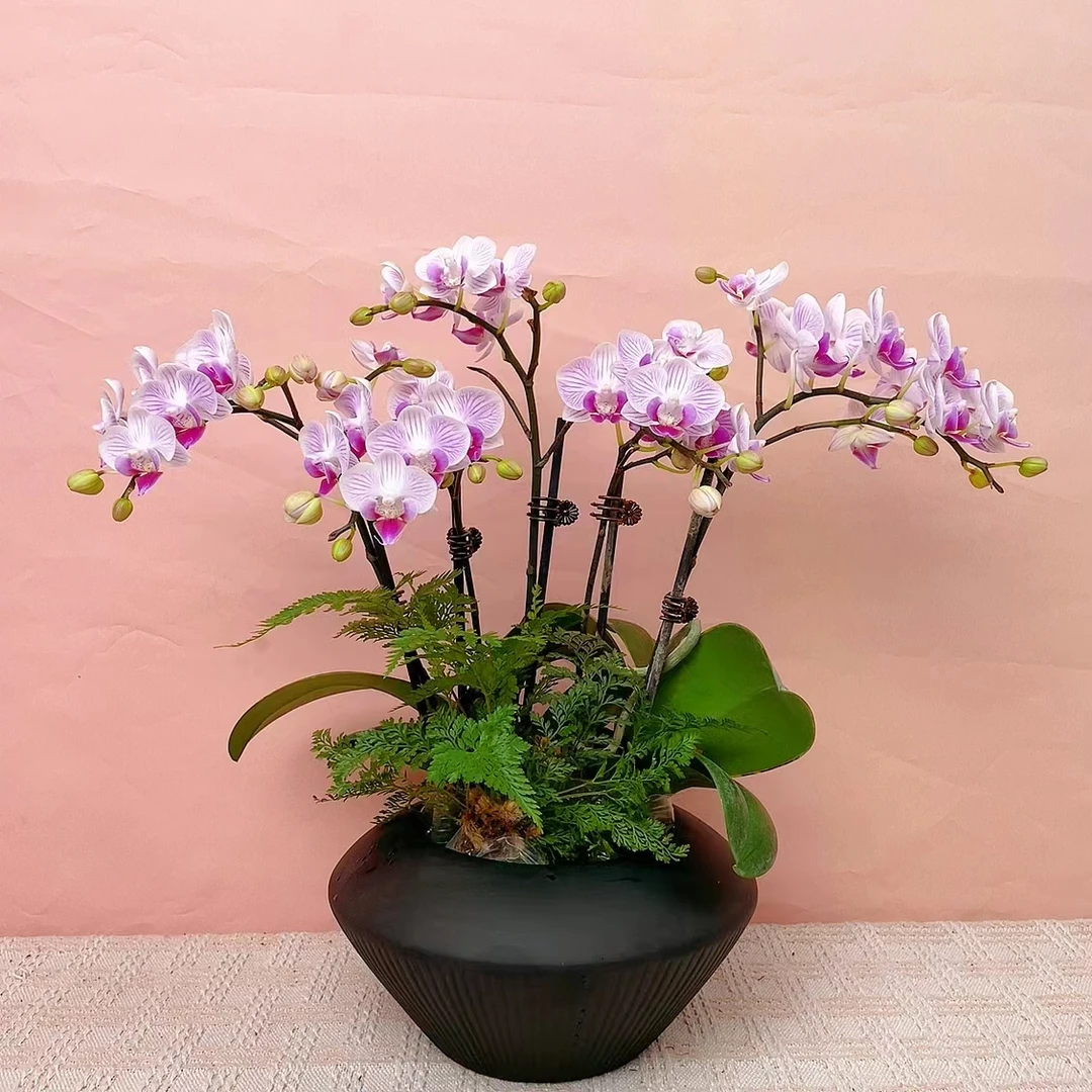 桦艺优选【浪漫樱花】精品蝴蝶兰室内花卉高雅轻奢高级盆栽艺术组盆